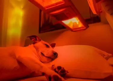 Benefits of Red Light Therapy for Pets (Dogs, Cats and Other Animals)